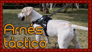 ¡El arnés perfecto para perros activos Reseña y recomendaciones del arnés deportivo [upl. by Airdnahs770]