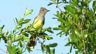 Great Crested Flycatcher Calls [upl. by Woo]