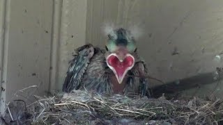 Phoebes feeding Cowbird chick a brood parasite  includes removing fecal sac [upl. by Giesecke855]