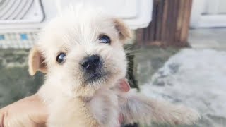 Abandoned Puppy Shivering In Cold Wind homeless Misses Moms Arms keep barking its so cute [upl. by Asil972]