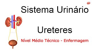 Sistema Urinário  Ureteres [upl. by Niak]