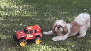 2014  IPSO  CHIOT SHIH TZU de 11 MOIS et le 4X4 ROUGE [upl. by Ainez887]