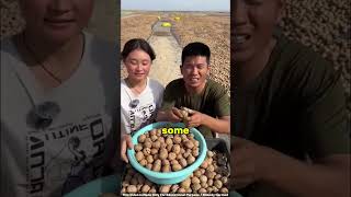 Making millions from walnut farming in Thailand 😯 walnut necklace [upl. by Drais520]