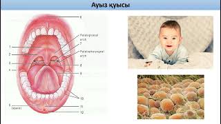 Асқорыту жүйесіне жалпы шолу Ауыз қуысы анатомиясы cavitas oris Ауыз кіреберісі [upl. by Urias]