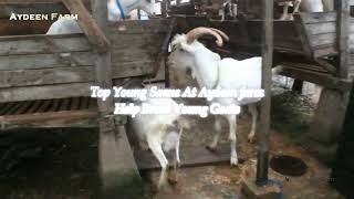 Top New young saanen goat generation At Aydeen Farming  How To breed Goats [upl. by Higinbotham337]