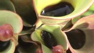 Heliamphora Gets Swarmed  but loves it [upl. by Modla287]