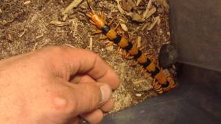 Scolopendra hardwickei handling [upl. by Walley]