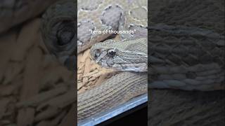 Venomous snakes actually SAVE lives reptiles venomoussnakes lifesaving snakebite pets [upl. by Petra]