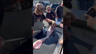 Is Filleting A Lingcod Really This Easy lingcod clean fillet fish saltwater seafood oregon [upl. by Ruhtracam]