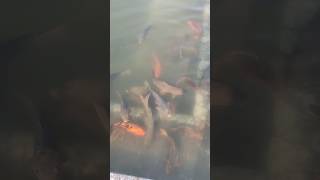 beautiful gold and caller full fish 🐠 short youtube viarl video  short video [upl. by Neeloc]