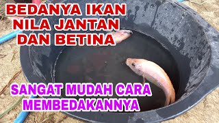 Cara membedakan ikan nila jantan dan betina [upl. by Aubigny]