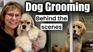 10 Dogs Groomed Havanese Shih Poo Shih Tzu FrenchieShar pei Malshi Yorkie Poodle Cavalier [upl. by Annohsat]