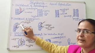 Polysiphonia Sexual Reproduction BSc Part I Dr Vinod Kumari [upl. by Hescock]