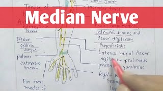 Median Nerve  upper limb  Anatomy [upl. by Iadrahc]