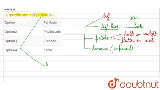 A modification of petiole is [upl. by Ayanat470]