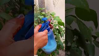 Fertilizer Spray Secrets Every Gardener Needs to Know garderning garden flowerplants plants [upl. by Zeugirdor]