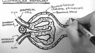 Renal Anatomy 3  Glomerular Histology [upl. by Amelina]