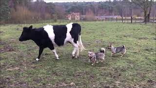 Swedish Vallhunds Tilly amp Teja taking Heifers into the BarnMarch 2019 [upl. by Uhp317]