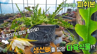 생선뼈 모양 다육식물 피쉬본Disocactus anguligerEpiphyllum angyliger [upl. by Kcaz]