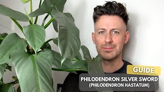 Philodendron Silver Sword Philodendron Hastatum Care Guide and Growing Tips [upl. by Riannon]