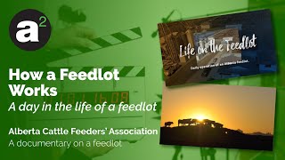 How a Feedlot Works [upl. by Alano]