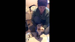 ModifiedMadigan Squeeze Procedure for Neonatal Maladjustment Syndrome in Goat Kids [upl. by Rafferty548]