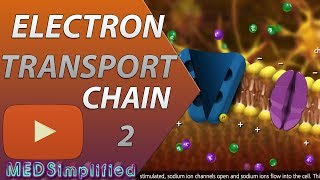 Electron Transport Chain ETC Part 2 [upl. by Ecirb799]