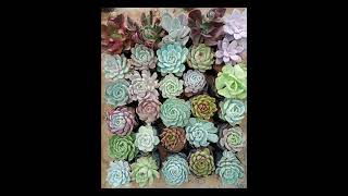 succulent succulentstrending highlights everyone viralvideo reels succulentpropagation [upl. by Klenk]