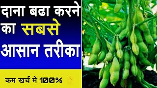 NPK fertilizer 0 0 50 with PGR tonic  how to increase crop fruit size [upl. by Nodaj]