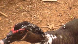 Pato moscovita Muscovy Duck Cairina moschata [upl. by Morna169]