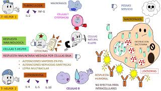 Micobacterium Leprae  ENFERMEDAD DE HANSEN  LEPRA [upl. by Adav]