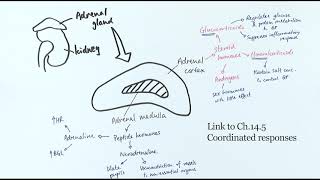 A2 Biology  Structure and function of the adrenal gland OCR A Chapter 141 [upl. by Nizam]