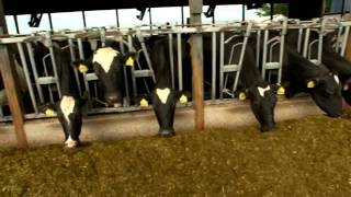 Dairy Farming Documentary [upl. by Januarius]