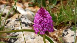 Nature Reserve of Zingaro  Riserva Orientata dello Zingaro [upl. by Ecile619]