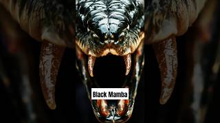 Black Mamba The Deadly Bite Coming Right at You [upl. by Lunneta]