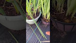 Never Buy Scallions again When harvested this way  greenonion gardening greentgarden [upl. by Edrick127]