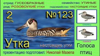 Утка Настоящие утки Голоса птиц [upl. by Ime]