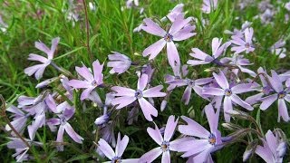 Wiosenne kwiaty Floks szydlasty i floks kanadyjski  Phlox subulata et Phlox divaricata [upl. by Toby]