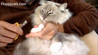 How to Cut Cat Claws  Ragdoll Cat Trigg Shows How Its Done  ねこ  ラグドール  Floppycats [upl. by Powers]