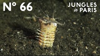 Hidden Killer The Bobbit Worm Anilao Philippines [upl. by Nnaeinahpets]