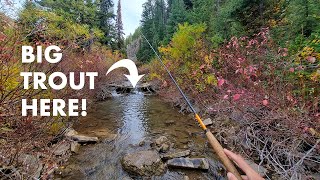 I Caught a MONSTER Out of This TINY Creek Tenkara Fly Fishing [upl. by Maddeu]