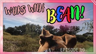 Walks With Bean Episode 10 [upl. by Lesser]