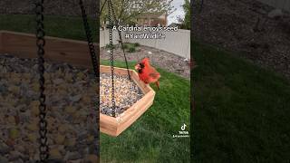 A cardinal enjoys seed at the feeder tray [upl. by Haidadej224]