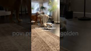 pov pranking my golden retriever ♥️ goldendog dogbreed puppy goldenpup dog bestpuppy dog [upl. by Kerrison]