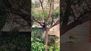 catsanddogs catvideos doglover blackcatlife savinglife climbingtrees viralshortvideo [upl. by Utham593]