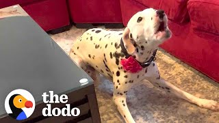 Dalmatian Who Was Terrified Of Men Gets Adopted By One  The Dodo [upl. by Nore]