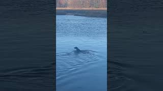 Polar plunge Trudy swimming on the river today dogtrainer dogtraining duckdog sokgreatlakes [upl. by Lorianna469]