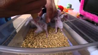 Green Cheek Conure Feeding [upl. by Gerrard]