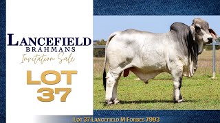 Lot 37 Lancefield M Forbes 7993 [upl. by Nolyk]