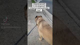 Short about how much my dog eat and is he dangerous for people dangerous dog armeniangampr [upl. by Berwick]